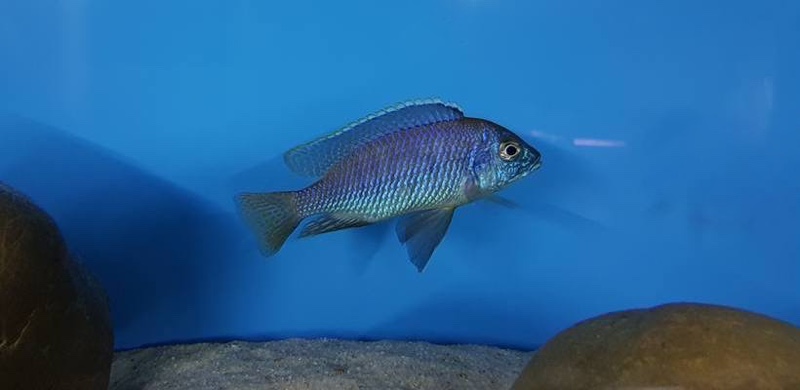 Otopharynx sp. 'auromarginatus mara' Mala Point